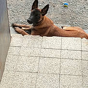 Ace a rejoint le concours — aidez-le/la à gagner de superbes lots ! animal, black_face, blue_ball, brown_dog, canine, curious, daylight, dog, dog_bone, domestic_animal, ears_up, gravel, ground, looking_up, lying_down, outdoor, pet, quiet, resting, tiled_step