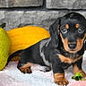 puppy, dog, dachshund, black_and_tan, short_legs, long_body, floppy_ears, sitting, portrait, pet, animal, fruit, melon, pumpkin, flowers, blanket, stone_wall, outdoor, cute, photography