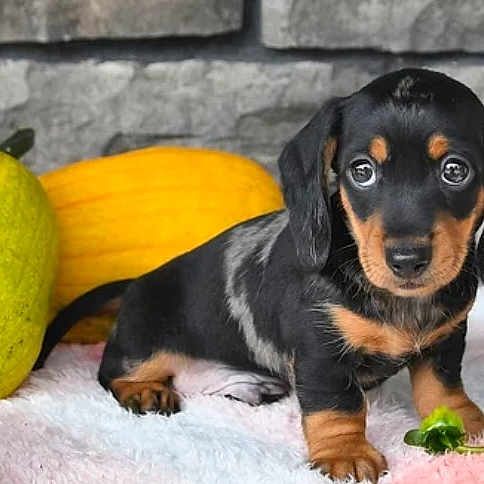 Dexter