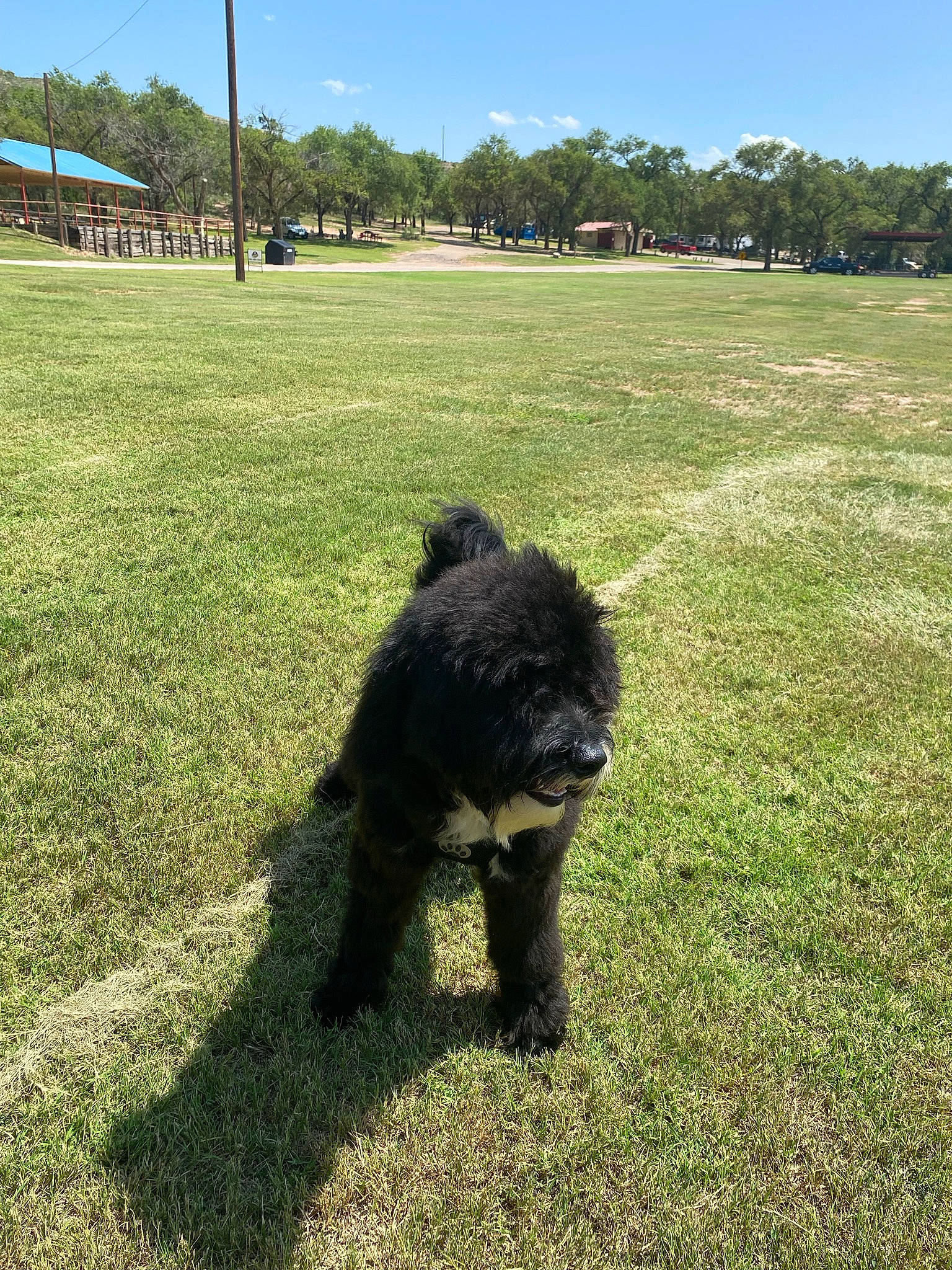 Scar is registered to the contest to win money with this photo: canidae, carnivore, companion_dog, dog, dog_breed, field, fur, grass, grassland, landscape, lawn, pasture, plant, sky, soil, sporting_group, terrestrial_animal, tree, water_dog, working_animal