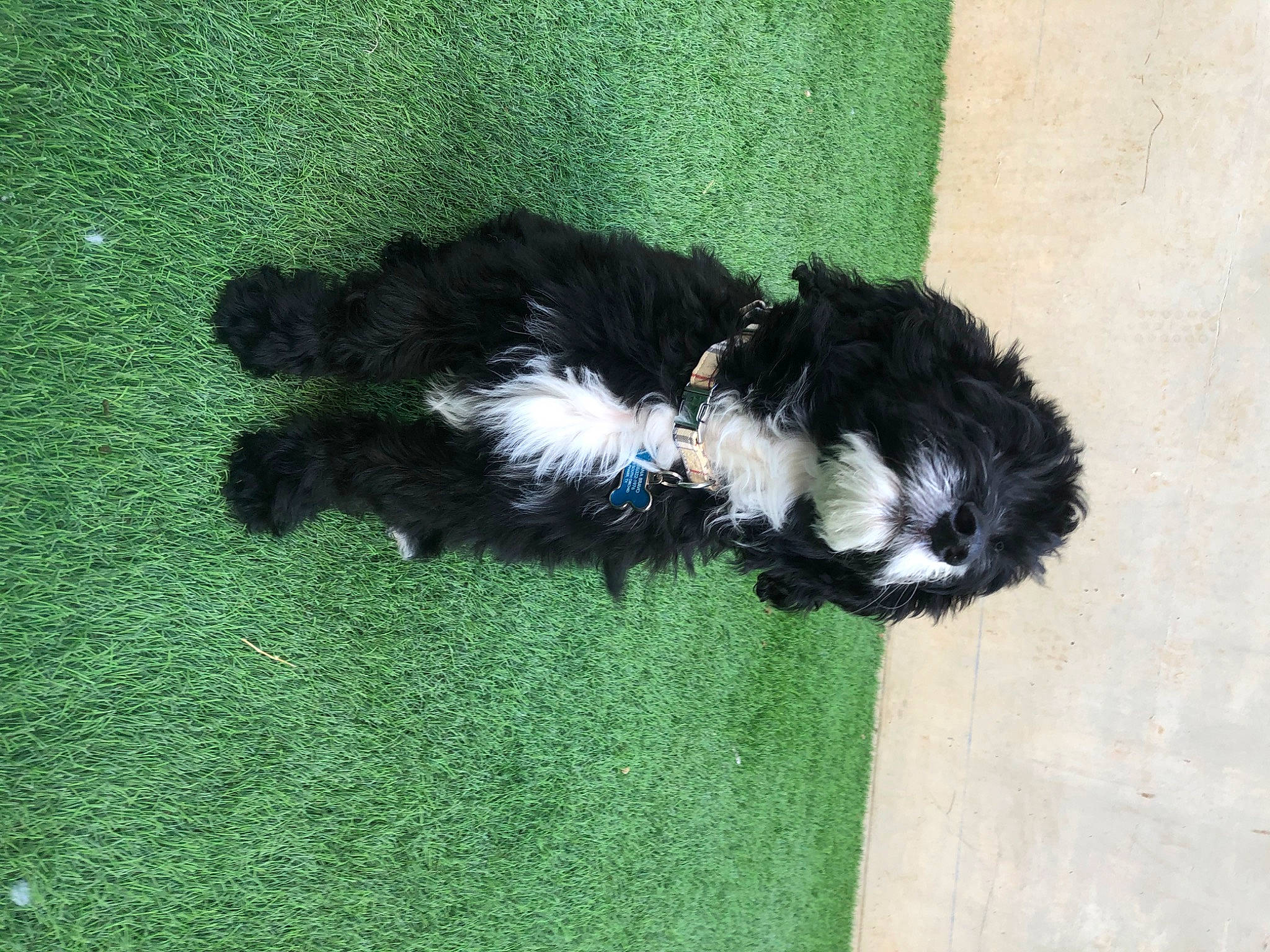 Scar is registered to the contest to win money with this photo: canidae, carnivore, companion_dog, dog, dog_breed, dog_supply, fur, grass, liver, non_sporting_group, puppy, small_terrier, snout, sporting_group, tail, terrestrial_animal, terrier, toy_dog, water_dog, working_dog