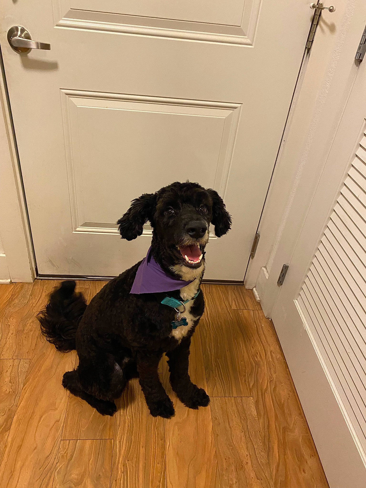 Scar joined the competition — help win amazing prizes! carnivore, collar, companion_dog, dog, dog_breed, dog_supply, door, floor, flooring, fur, gun_dog, hardwood, laminate_flooring, snout, tail, water_dog, wood, wood_flooring, wood_stain, working_animal