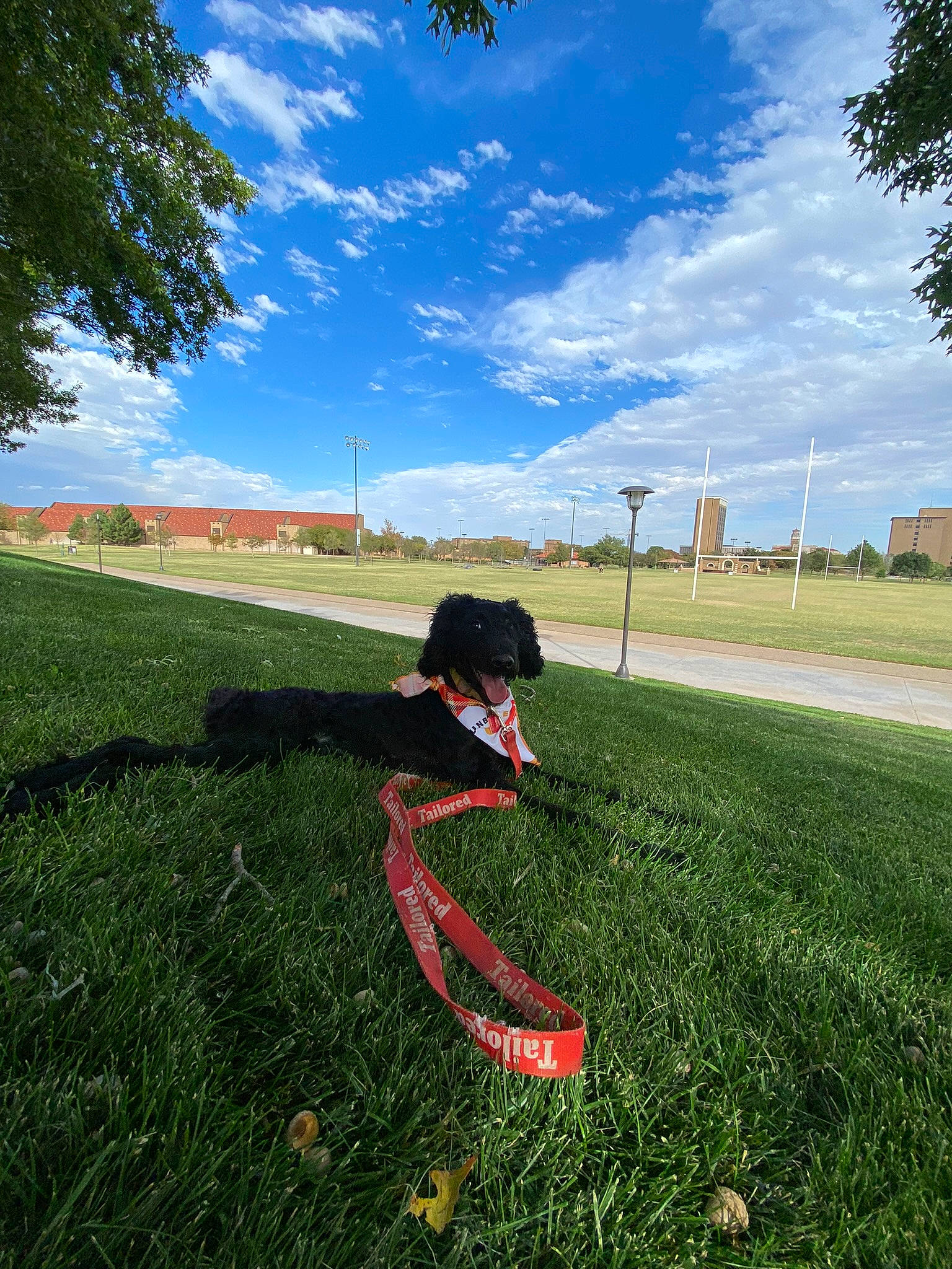 Lilli Gale joined the competition — help win amazing prizes! cloud, dog, dog_breed, field, grass, grass_family, grassland, happy, land_lot, landscape, lawn, leisure, meadow, pasture, people_in_nature, plant, sky, sunlight, toy, tree