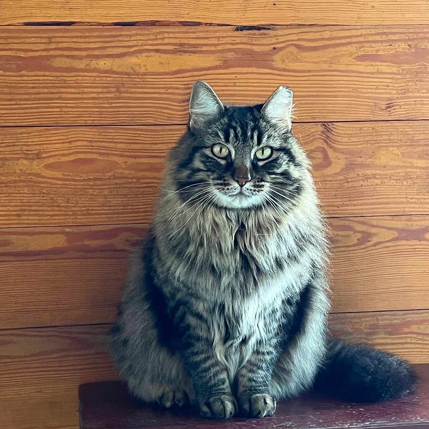 Stripes joined the competition — help win amazing prizes! animal, calm, cat, cute, domestic_cat, ears, feline, fluffy, fur, indoor, looking_at_camera, mammal, pet, portrait, sitting, tabby, tail, whiskers, wooden_bench, wooden_wall