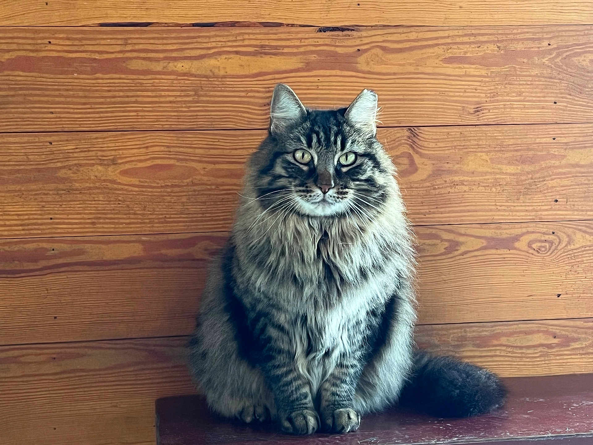 Stripes joined the competition — help win amazing prizes! cat, tabby, fluffy, feline, pet, animal, sitting, wooden_bench, wooden_wall, indoor, portrait, fur, whiskers, ears, tail, looking_at_camera, domestic_cat, mammal, cute, calm