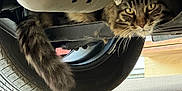 Stripes is registered to the contest to win money with this photo: cat, tabby, vehicle, tire, tail, underneath, curious, fur, whiskers, outdoor, concrete, metal, wheel, parked, automobile, striped, animal, pet, closeup, ground