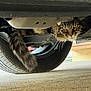cat, tabby, vehicle, tire, tail, underneath, curious, fur, whiskers, outdoor, concrete, metal, wheel, parked, automobile, striped, animal, pet, closeup, ground