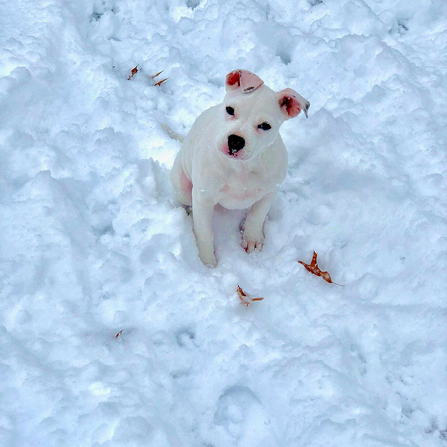 Luna is registered to the contest to win money with this photo: animal, bulldog, canine, dog, eskimodog, hound, husky, ice, labradorretriever, nature, outdoors, pet, pitbull, puppy, snout, snow, snowman, white, whitedog, winter
