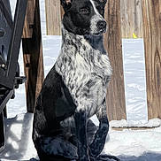 Beans is registered to the contest to win money with this photo: dog, black_and_white, snow, winter, outdoors, sitting, portrait, animal, pet, fur, upright_ears, pointed_ears, wooden_fence, deck, sunlight, snowy_ground, nature, outdoor_photography, guarding, serious_expression