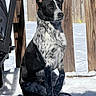 dog, black_and_white, snow, winter, outdoors, sitting, portrait, animal, pet, fur, upright_ears, pointed_ears, wooden_fence, deck, sunlight, snowy_ground, nature, outdoor_photography, guarding, serious_expression