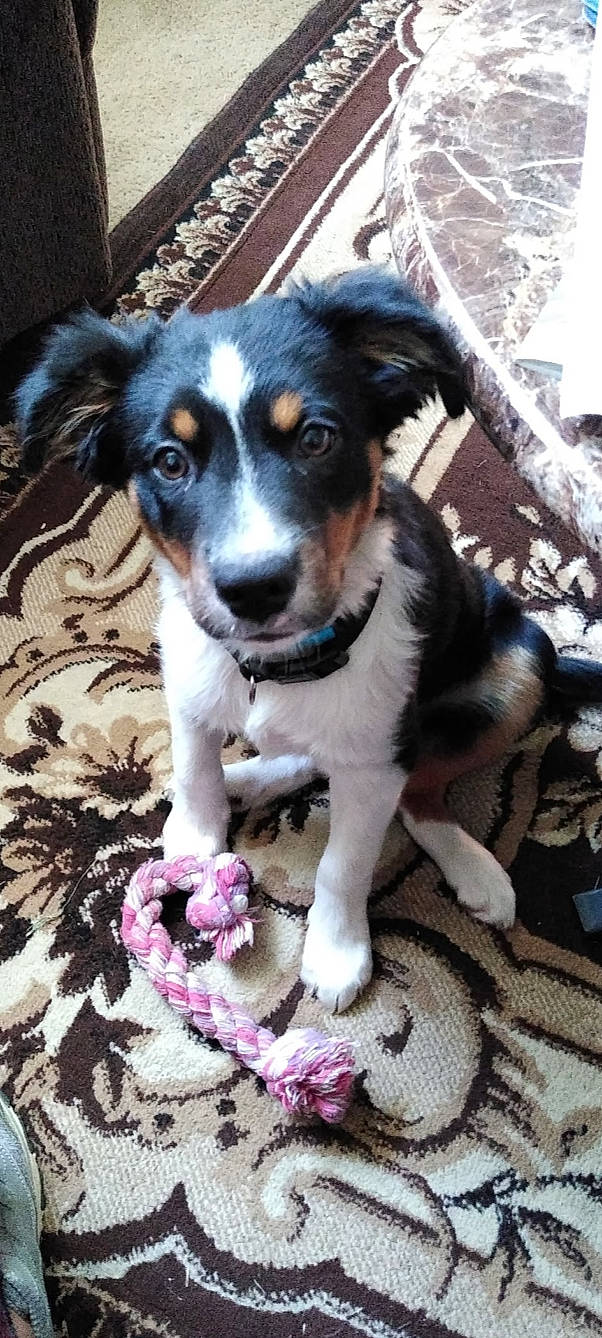 Chelsea joined the competition — help win amazing prizes! art, canidae, carnivore, companion_dog, dog, dog_breed, fur, magenta, plant, snout, sporting_group, toy_dog, whiskers, working_animal, working_dog