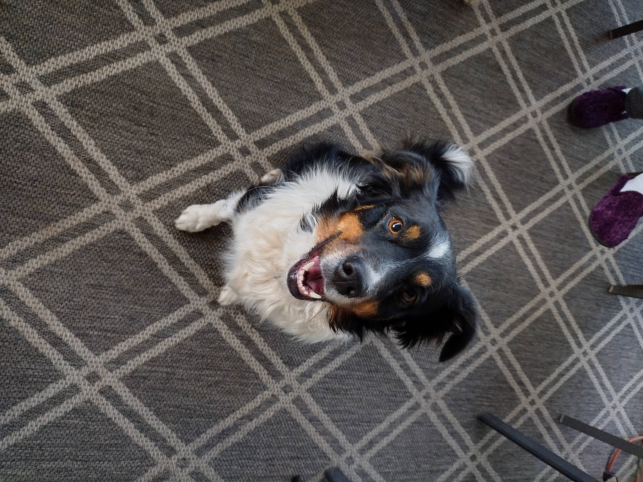 Chelsea joined the competition — help win amazing prizes! canidae, carnivore, companion_dog, dog, dog_breed, dog_crate, dog_supply, flooring, fur, kennel, mesh, non_sporting_group, pattern, paw, service, sporting_group, terrestrial_animal, toy_dog, whiskers, working_animal