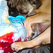Matilda is registered to the contest to win money with this photo: black_fur, blanket, brown_fur, close_up, colorful, cozy, cuddling, dog, ears, fluffy, indoor, pacifier, paws, pet, photograph, puppy, resting, sleeping, snout, toy