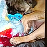 black_fur, blanket, brown_fur, close_up, colorful, cozy, cuddling, dog, ears, fluffy, indoor, pacifier, paws, pet, photograph, puppy, resting, sleeping, snout, toy