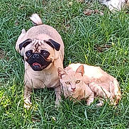 Brian is registered to the contest to win money with this photo: animal_group, animals, backyard, canine, cat, cats, dog, feline, garden, grass, lying_down, nature, outdoors, pet, portrait, pug, sitting, tabby_cat, tan_fur, white_fur