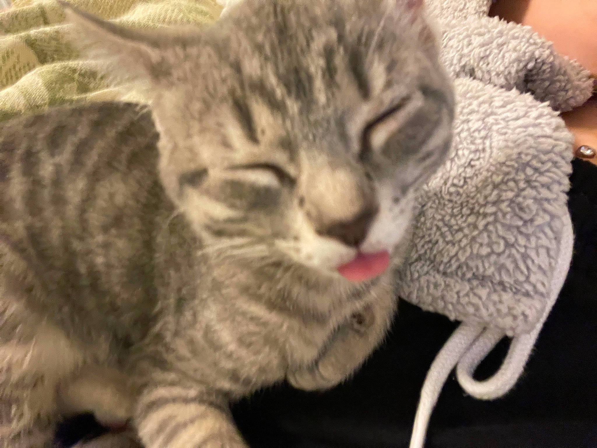 Bobbie is registered to the contest to win money with this photo: carnivore, cat, claw, domestic_short_haired_cat, felidae, fur, paw, small_to_medium_sized_cats, tail, whiskers