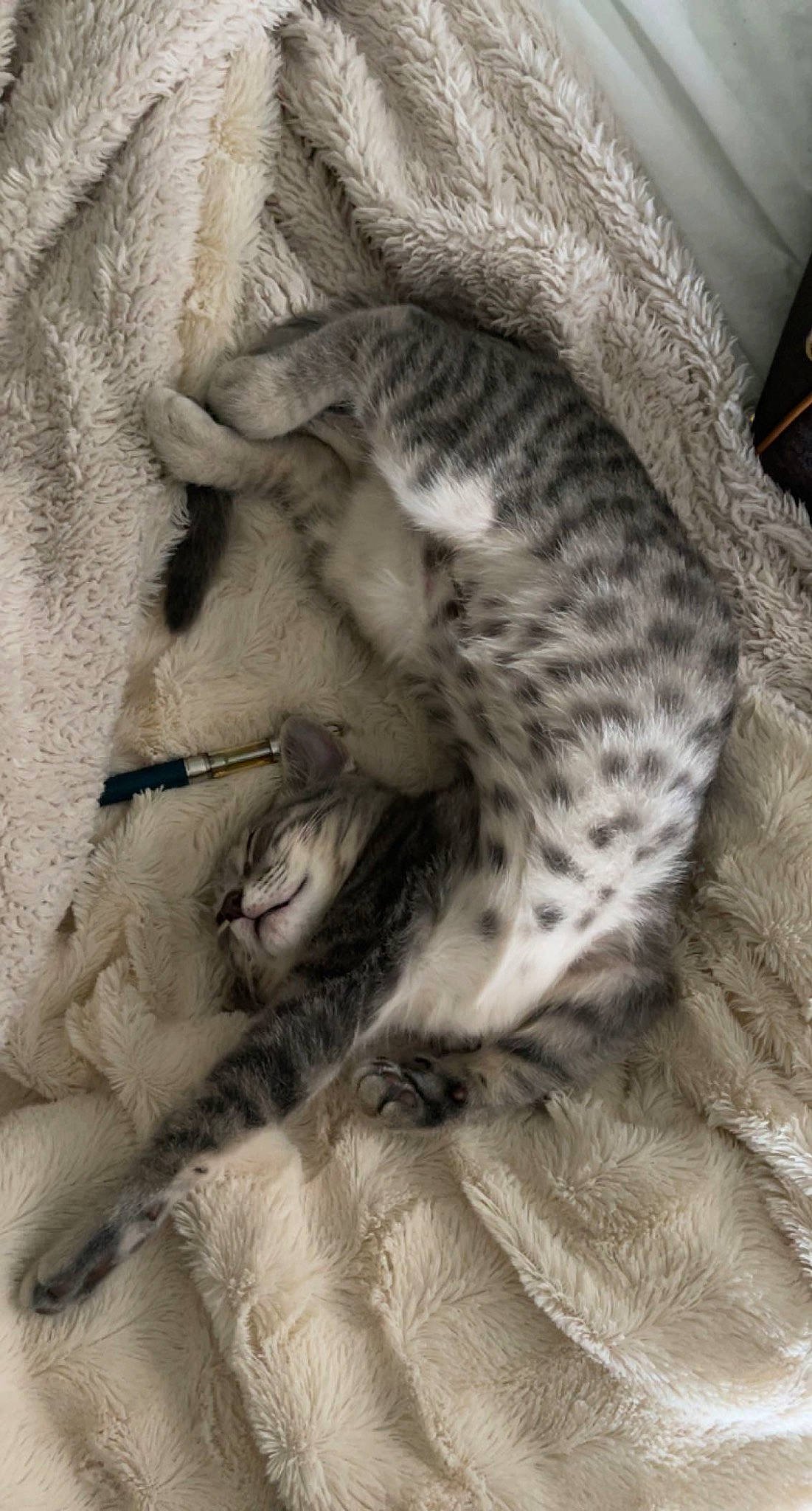 Bobbie joined the competition — help win amazing prizes! big_cats, carnivore, cat, claw, comfort, felidae, fur, grey, mammal, monochrome, monochrome_photography, nap, pattern, paw, small_to_medium_sized_cats, snout, terrestrial_animal, vertebrate, whiskers, wildlife