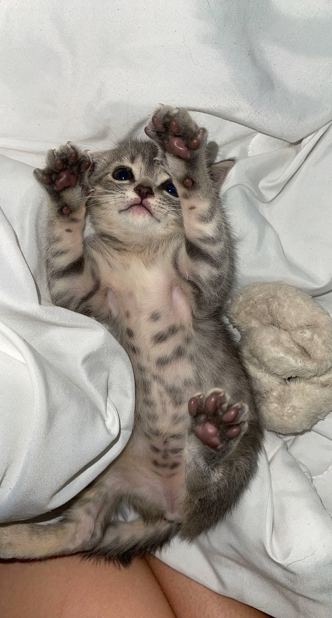 Bobbie is registered to the contest to win money with this photo: carnivore, cat, cat_bed, claw, comfort, domestic_short_haired_cat, fawn, felidae, fur, grey, paw, small_to_medium_sized_cats, snout, tail, terrestrial_animal, whiskers