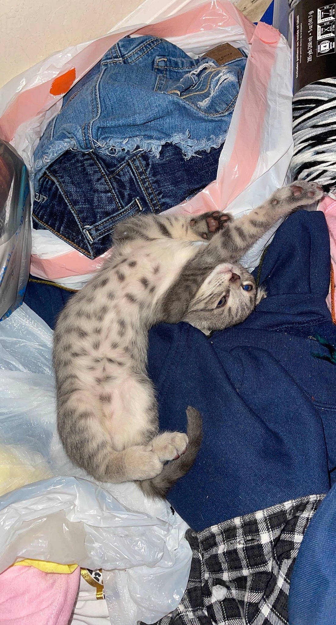 Bobbie joined the competition — help win amazing prizes! bed, carnivore, cat, comfort, denim, domestic_short_haired_cat, felidae, fur, human_leg, lap, linens, pattern, paw, plaid, sleeve, small_to_medium_sized_cats, tail, tartan, textile, whiskers