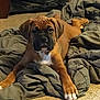 puppy, dog, brown, black_muzzle, white_paw, blanket, carpet, indoor, pet, animal, cute, laying_down, young_dog, fur, ears, face, looking_at_camera, four_legs, resting, canine