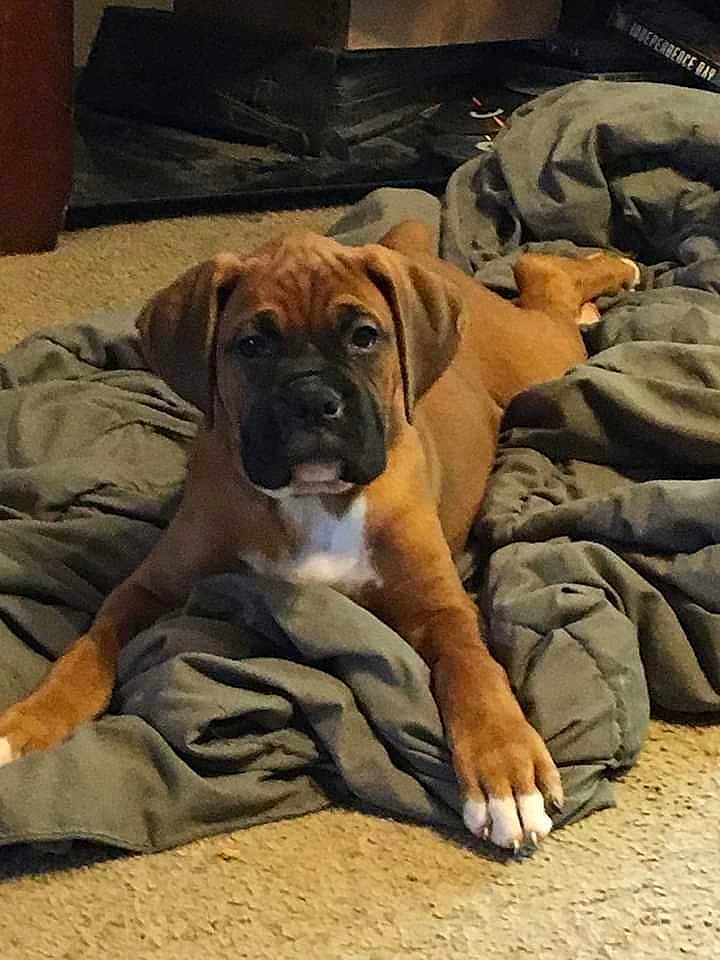 Malcom joined the competition — help win amazing prizes! puppy, dog, brown, black_muzzle, white_paw, blanket, carpet, indoor, pet, animal, cute, laying_down, young_dog, fur, ears, face, looking_at_camera, four_legs, resting, canine