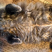 Sir Winkler joined the competition — help win amazing prizes! animal, cat, cozy, curious, cute, feline, fluffy, fur, gray, home, indoor, lying_down, paws, pet, relaxed, rug, soft, tail, whiskers, wide_eyes