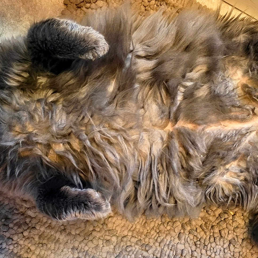 Sir Winkler joined the competition — help win amazing prizes! animal, cat, cozy, curious, cute, feline, fluffy, fur, gray, home, indoor, lying_down, paws, pet, relaxed, rug, soft, tail, whiskers, wide_eyes