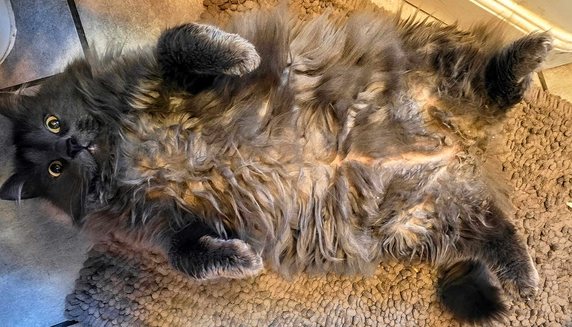 Sir Winkler joined the competition — help win amazing prizes! animal, cat, cozy, curious, cute, feline, fluffy, fur, gray, home, indoor, lying_down, paws, pet, relaxed, rug, soft, tail, whiskers, wide_eyes