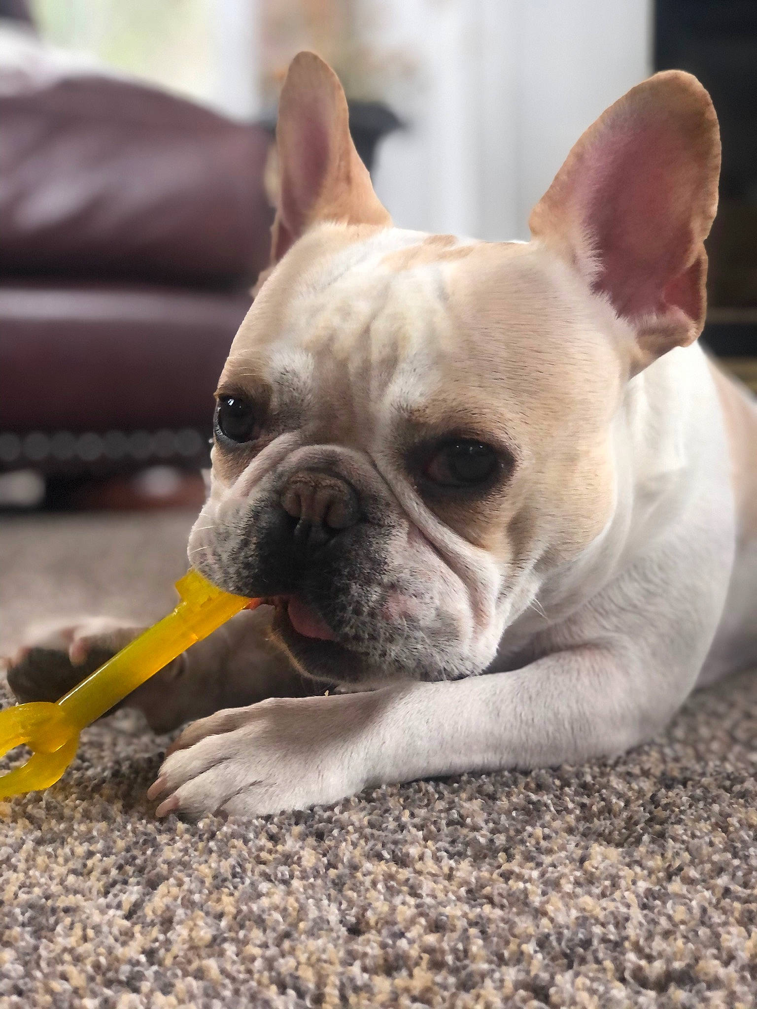 Saint joined the competition — help win amazing prizes! bulldog, canidae, carnivore, comfort, companion_dog, dog, dog_breed, ear, fawn, grass, mammal, snout, soil, sporting_group, terrestrial_animal, toy_dog, vertebrate, whiskers, working_animal, wrinkle