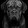 Vadrouille a rejoint le concours — aidez-le/la à gagner de superbes lots ! animal, black_and_white, canine, close_up, dark_background, dog, ears, expression, face, fur, large_breed, monochrome, muscular, nostrils, pet, portrait, snout, studio_lighting, texture, wrinkles