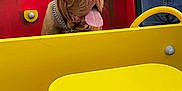 Vadrouille participe au concours pour gagner de l'argent avec cette photo : adult, animal, bulldog, canine, clothing, dog, face, grass, head, male, man, outdoorplayarea, outdoors, person, pet, photography, playarea, portrait, puppy, t_shirt