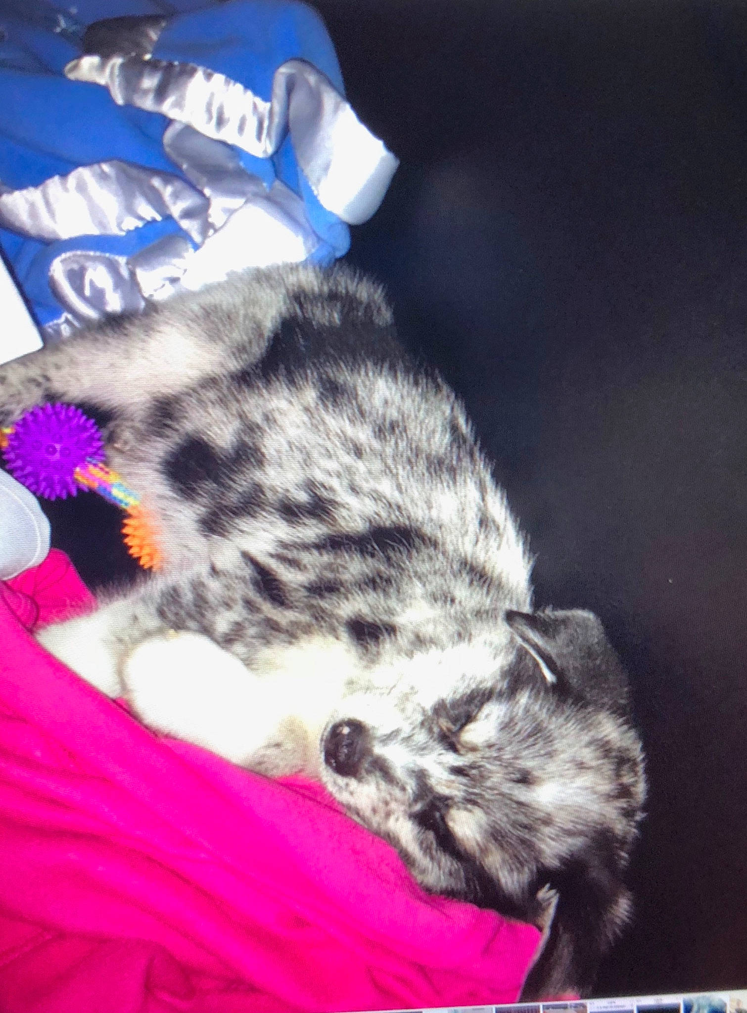 Oreo joined the competition — help win amazing prizes! american_shorthair, carnivore, cat, domestic_short_haired_cat, ear, european_shorthair, felidae, fur, kitten, photo_caption, small_to_medium_sized_cats, tabby_cat, whiskers