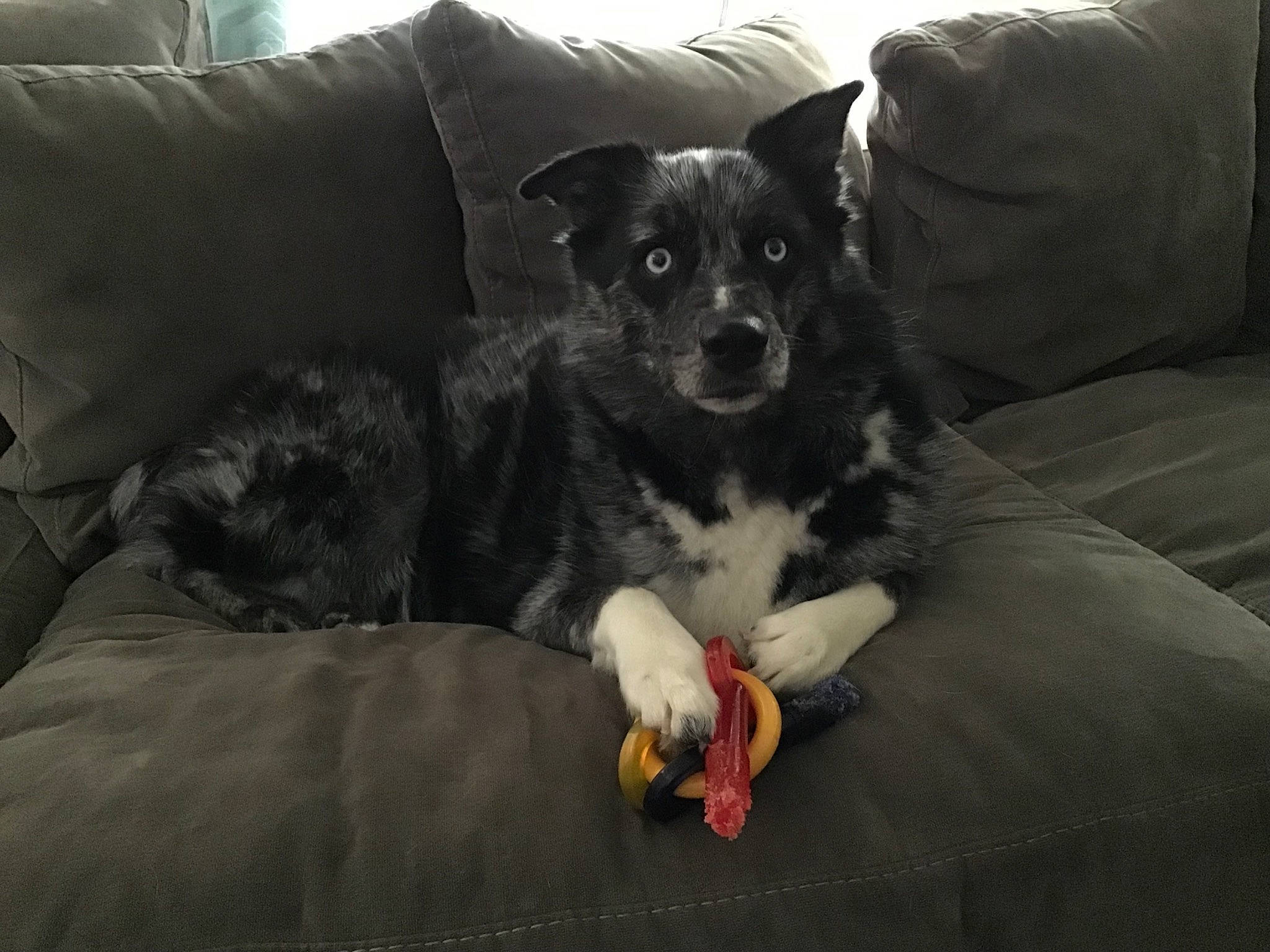 Oreo Again is registered to the contest to win money with this photo: australian_shepherd, border_collie, canidae, carnivore, companion_dog, dog, dog_breed, mammal, puppy, sporting_group, vertebrate