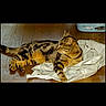 Ramzi a rejoint le concours — aidez-le/la à gagner de superbes lots ! animal, cat, domestic, ears, feline, floor, home, indoor, laundry_basket, laying_down, looking_away, paws, pet, plastic_bag, relaxed, striped, tabby_cat, tail, whiskers, wooden_floor