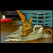 Ramzi a rejoint le concours — aidez-le/la à gagner de superbes lots ! animal, blurred_background, cat, crumpled_bag, domestic_cat, feline, floor, home, household, indoor, laundry_basket, looking_at_camera, mammal, pet, plastic_bag, resting, striped_fur, tabby_cat, wooden_floor, yellow_eyes