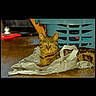 animal, blurred_background, cat, crumpled_bag, domestic_cat, feline, floor, home, household, indoor, laundry_basket, looking_at_camera, mammal, pet, plastic_bag, resting, striped_fur, tabby_cat, wooden_floor, yellow_eyes
