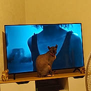 Ulysse a rejoint le concours — aidez-le/la à gagner de superbes lots ! animal, blue_tone, blurred_image, cat, curious, domestic, electronics, elephant_statues, furniture, golden_figurines, hairless_cat, indoor, living_room, person_on_tv, pet, screen, sitting, television, tv_stand, wooden_surface