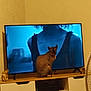 animal, blue_tone, blurred_image, cat, curious, domestic, electronics, elephant_statues, furniture, golden_figurines, hairless_cat, indoor, living_room, person_on_tv, pet, screen, sitting, television, tv_stand, wooden_surface