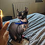 bed, blanket, blue_collar, cat, domestic_cat, feline, fingers, furniture, green_eyes, hairless_cat, hand, indoor, natural_light, pet, pillow, pointing_hand, radiator, room, sphynx_cat, window