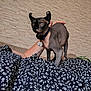 animal, arm, cat, clock, closeup, collar, couch, domestic_cat, feline, floral_dress, hairless_cat, hand, indoor, person, pet, resting, sphynx_cat, tag, tattoo, wall