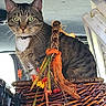 cat, tabby_cat, basket, flowers, ribbons, vehicle_interior, green_eyes, curious, pet, animal, feline, closeup, indoor, decorative, wicker, orange, yellow, sitting, alert, cute