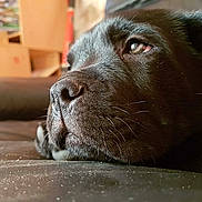 Percy a rejoint le concours — aidez-le/la à gagner de superbes lots ! dog, black_dog, close_up, resting, fur, nose, whiskers, indoors, blurred_background, texture, pet, animal, sleepy, calm, soft_lighting, portrait, canine, face, laying_down, relaxed