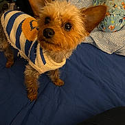 Bear is registered to the contest to win money with this photo: dog, small_dog, yorkshire_terrier, pet, sweater, striped_sweater, bed, blanket, pillow, big_ears, curious, cute, indoor, portrait, brown_fur, dark_eyes, whiskers, standing, close_up, home