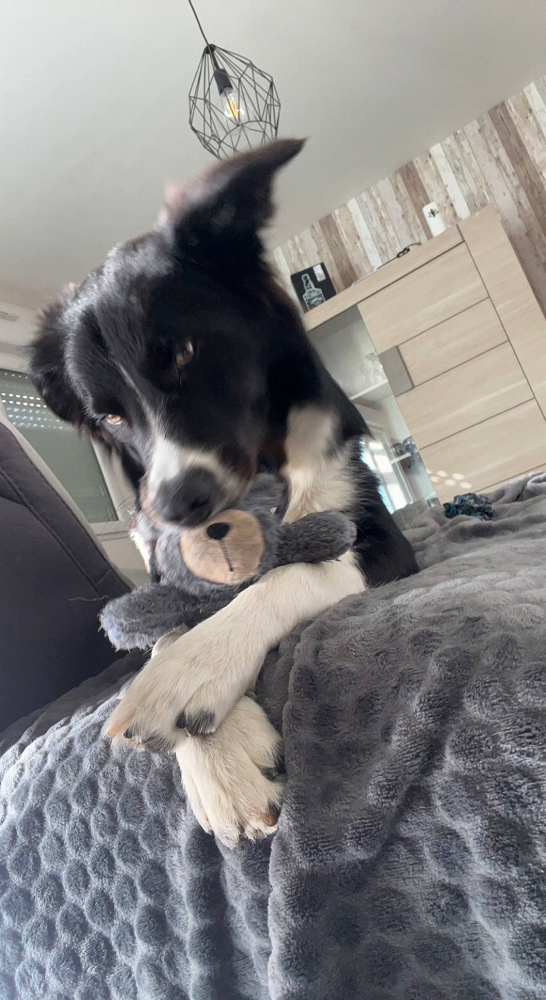 Saïko participe au concours pour gagner de l'argent avec cette photo : canidae, carnivore, comfort, companion_dog, dog, dog_breed, ear, felidae, fur, herding_dog, non_sporting_group, small_to_medium_sized_cats, snout, sporting_group, tail, vehicle_door, whiskers, window, windshield, working_animal