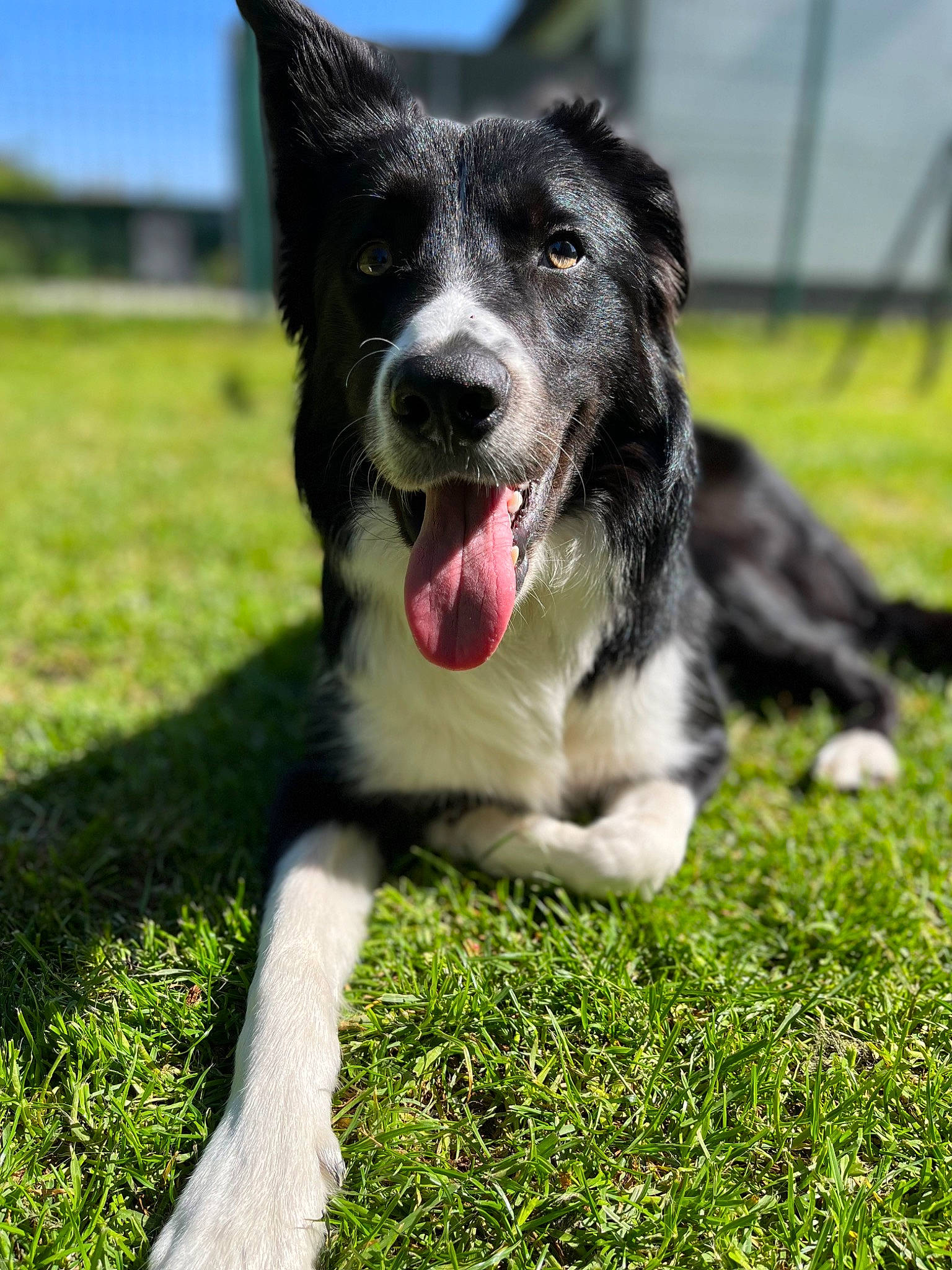 Saïko a rejoint le concours — aidez-le/la à gagner de superbes lots ! australian_collie, border_collie, carnivore, collar, companion_dog, dog, dog_breed, dog_collar, fang, fur, grass, herding_dog, lawn, plant, puppy, sky, snout, whiskers, working_animal, working_dog