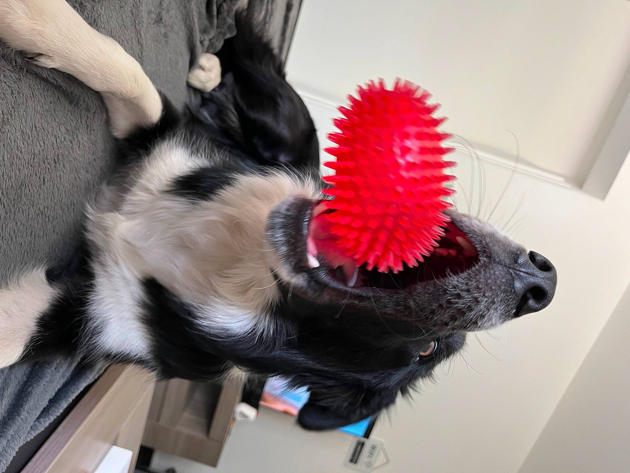 Saïko participe au concours pour gagner de l'argent avec cette photo : audio_equipment, carmine, carnivore, claw, companion_dog, coquelicot, dog, dog_breed, eyelash, feather, flower, fur, mammal, microphone, paw, plant, snout, tail, vertebrate, whiskers