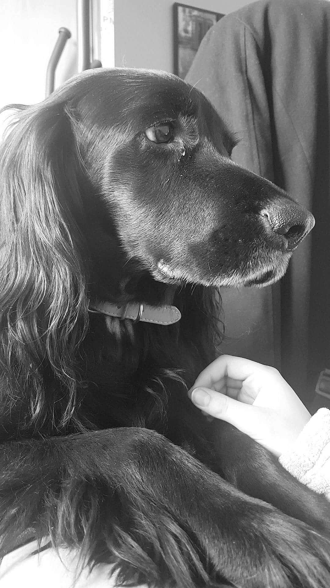 Guss a rejoint le concours — aidez-le/la à gagner de superbes lots ! black, black_and_white, boykin_spaniel, canidae, carnivore, cocker_spaniel, companion_dog, dog, dog_breed, ear, english_cocker_spaniel, field_spaniel, flat_coated_retriever, mammal, russian_spaniel, setter, snout, spaniel, sporting_group, vertebrate