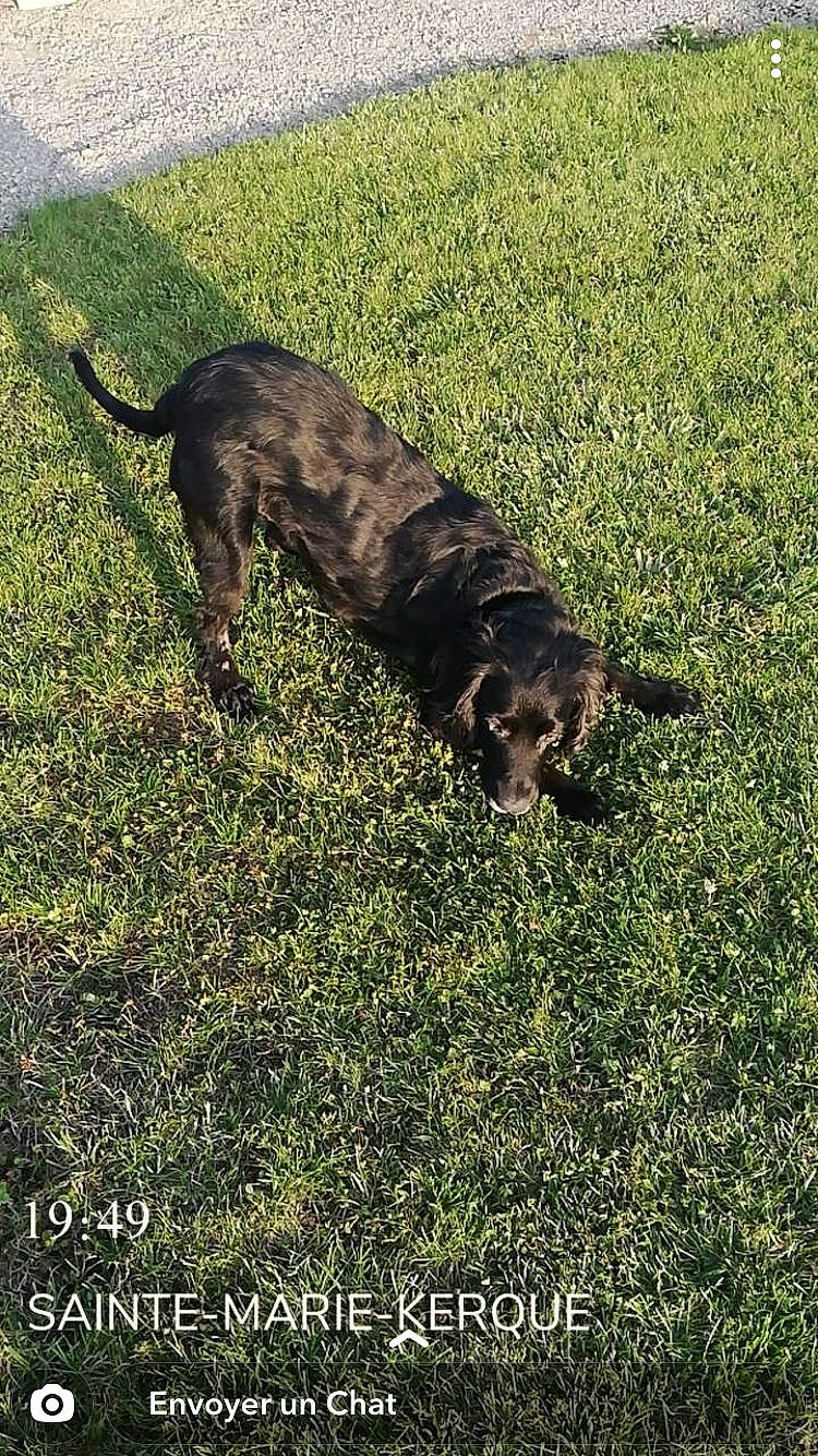 Guss participe au concours pour gagner de l'argent avec cette photo : canidae, carnivore, companion_dog, dog, dog_breed, grass, mammal, sporting_group, tail