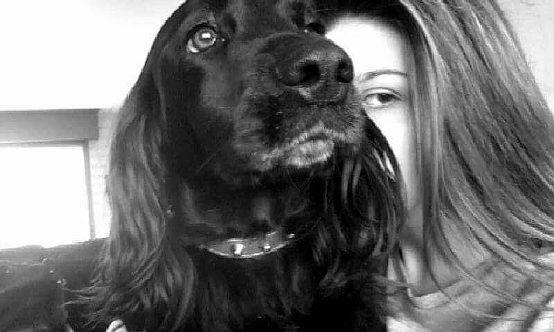 Guss a rejoint le concours — aidez-le/la à gagner de superbes lots ! american_cocker_spaniel, black_and_white, boykin_spaniel, canidae, carnivore, cocker_spaniel, companion_dog, dog, dog_breed, english_cocker_spaniel, field_spaniel, mammal, photography, rare_breed_dog, russian_spaniel, setter, snout, spaniel, sporting_group, sussex_spaniel