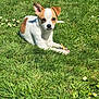dog, puppy, grass, outdoor, sunlight, daisy, greenery, animal, pet, nature, small_dog, white_dog, brown_spots, cute, lying_down, summer, playful, canine, young_dog, adorable